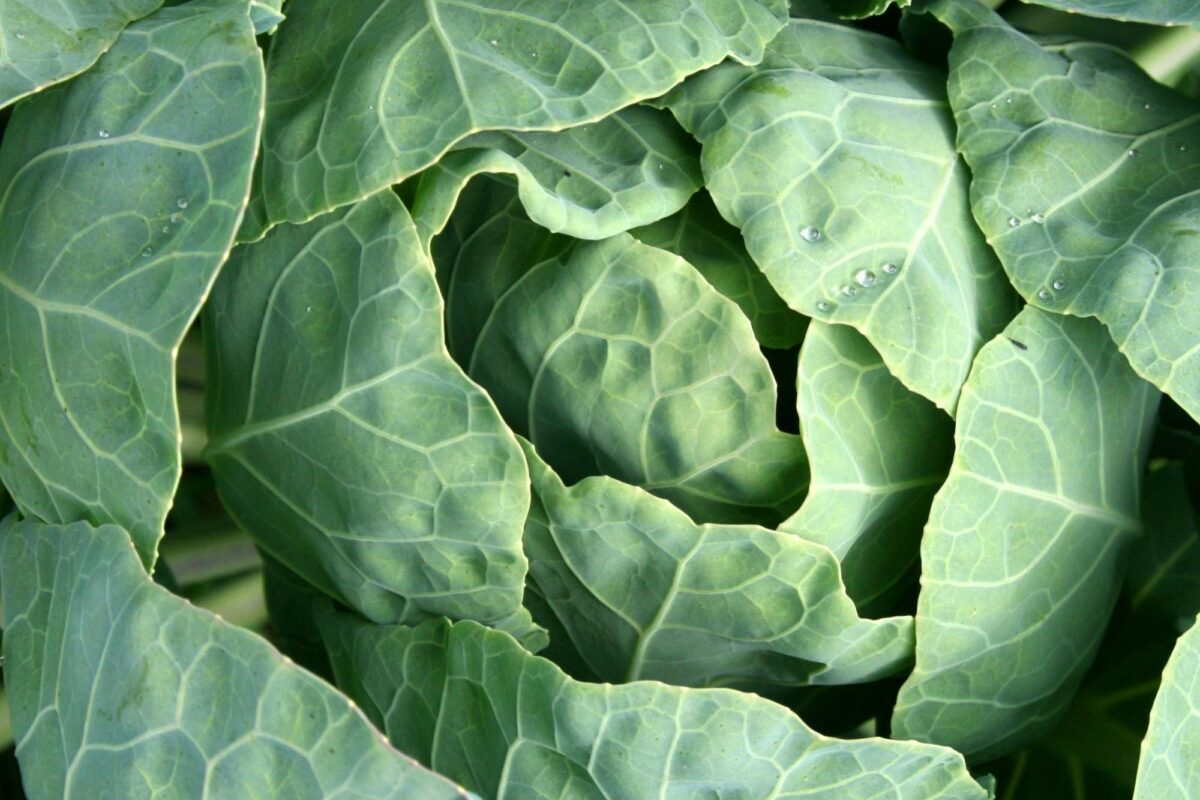 Couve (Nutrientes e benefícios)